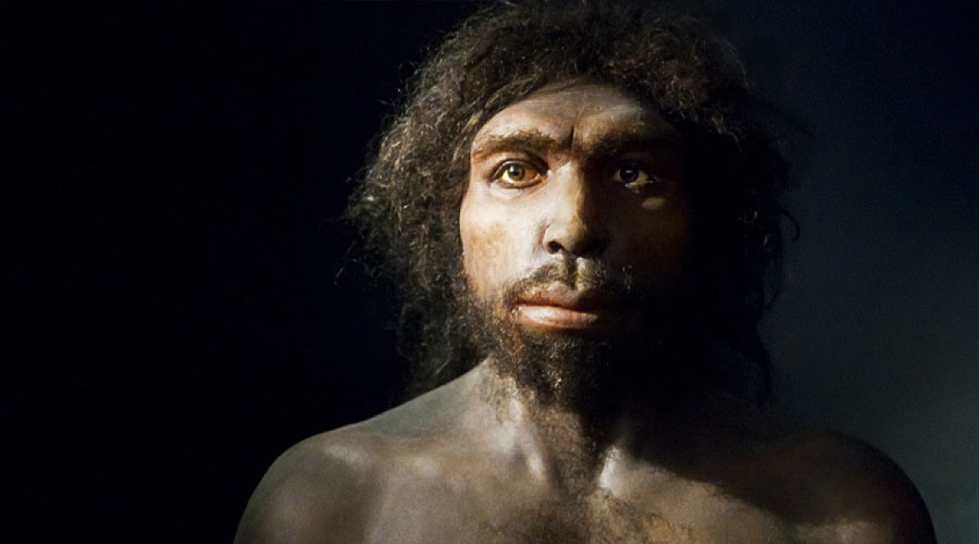 Homo Antecessor Atapuerca