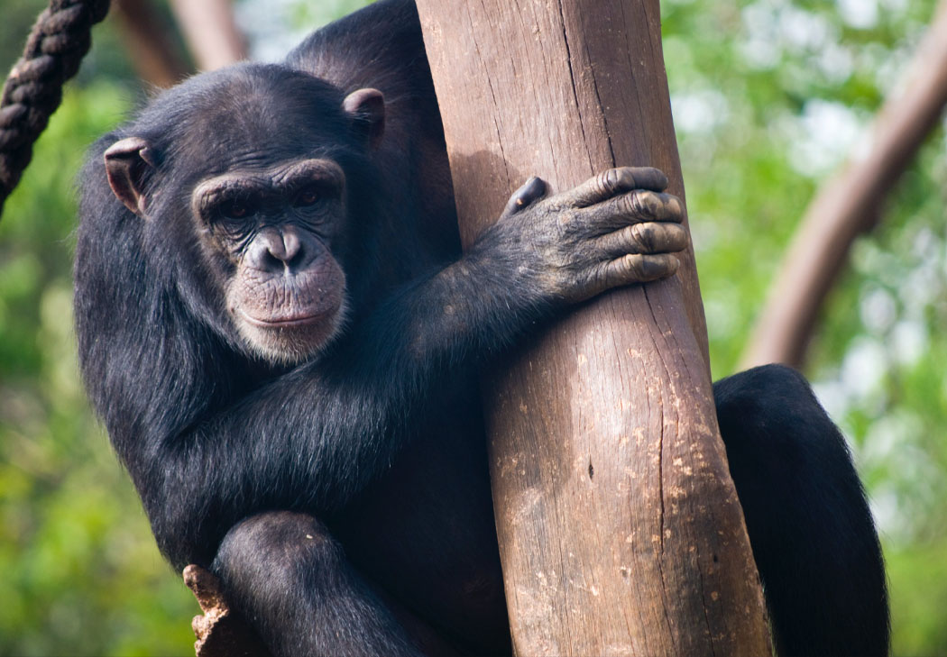 Primatologos por un día Museo Evolución Humana