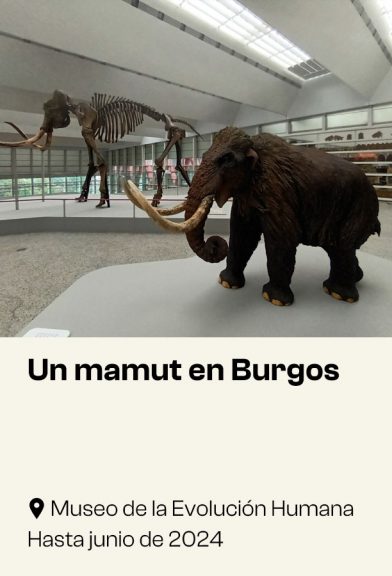 Un mamut en Burgos