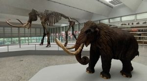 Un mamut en Burgos