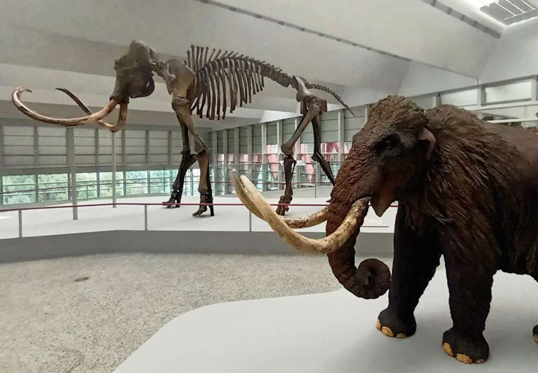 Un mamut en Burgos Noche Blanca 2024